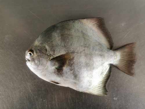 Panama spadefish (Parapsettus panamensis) — Ephippidae — 3