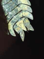 Porcellio hoffmannseggii
