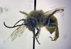 Melissodes microstictus