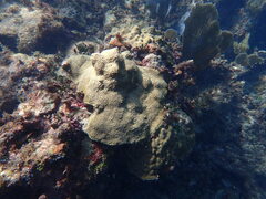 Pseudodiploria clivosa