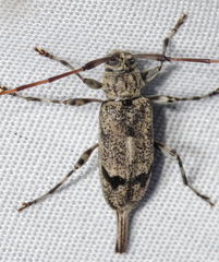 Graphisurus despectus