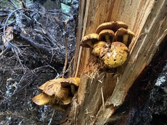 Gymnopilus ventricosus