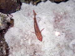 Neoniphon vexillarium
