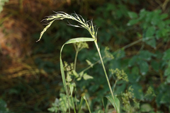 Lolium giganteum