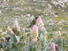 Anthobaphes violacea