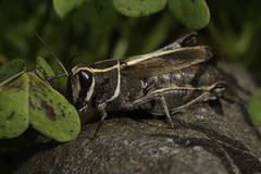 Calliptamus barbarus