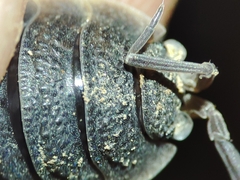 Porcellio hoffmannseggii