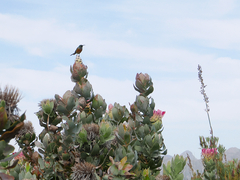 Anthobaphes violacea