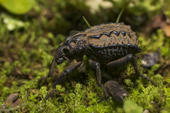 Brachycerus plicatus