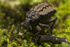 Brachycerus plicatus