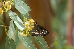 Euploea core corinna