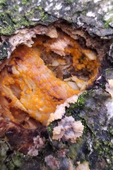 Dacrymyces stillatus