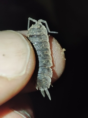 Porcellio hoffmannseggii