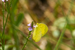 Eurema smilax