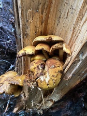 Gymnopilus ventricosus
