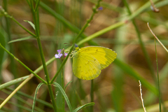 Eurema smilax