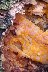 Dacrymyces stillatus