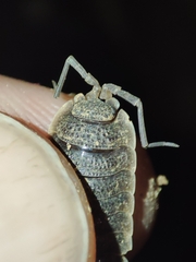 Porcellio hoffmannseggii