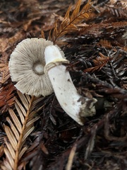 Agaricus deardorffensis