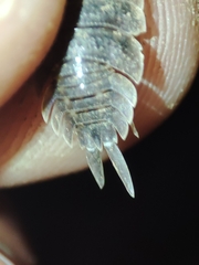 Porcellio hoffmannseggii