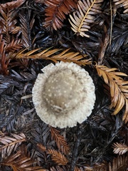 Agaricus deardorffensis