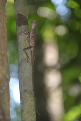 Agamidae