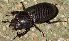 Dorcus parallelus