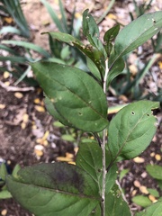 Pycnanthemum albescens