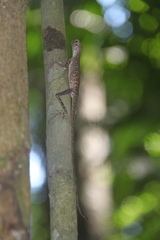 Agamidae