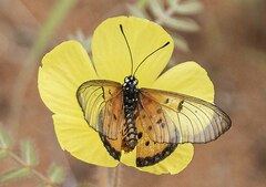 Acraea neobule
