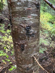 Gymnopilus ventricosus