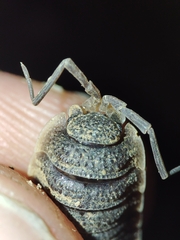 Porcellio hoffmannseggii