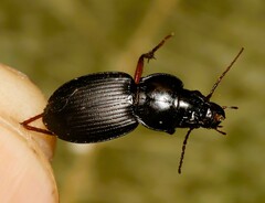 Cyclotrachelus
