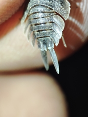 Porcellio hoffmannseggii