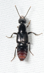 Hesperus apicialis