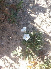 Phlox pulvinata