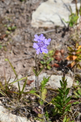 Scabiosa lachnophylla