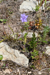 Scabiosa lachnophylla