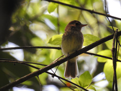 Lathrotriccus euleri