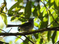 Pogonotriccus difficilis