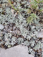 Antennaria rosea