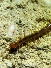 Lithobius melanops