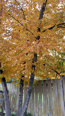 Tilia americana caroliniana