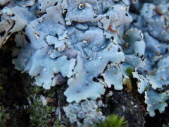 Parmelina