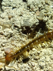 Lithobius melanops