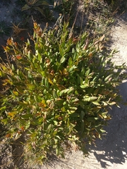 Phlox pulvinata