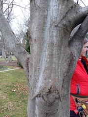 Carpinus caroliniana