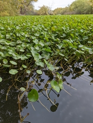 Hydrocotyle