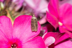 Agonopterix conterminella