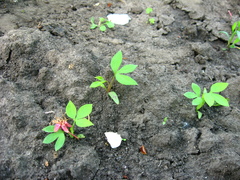 Lamprocapnos spectabilis